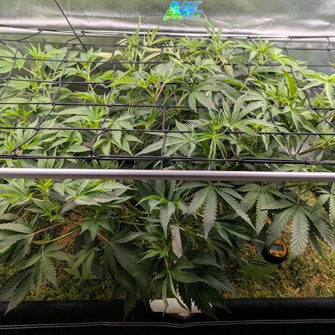 Pineapple Fruz growlog photo: Scrog 