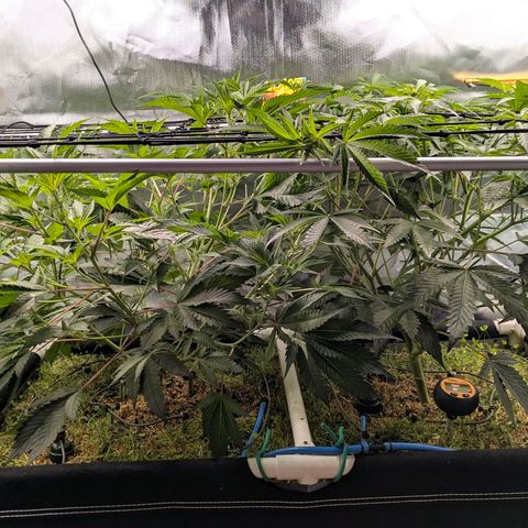 Pineapple Fruz growlog timeline photo