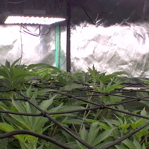 Pineapple Fruz growlog timeline photo