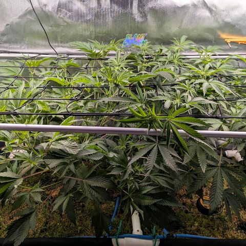 Pineapple Fruz growlog timeline photo