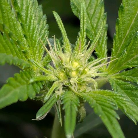 Pineapple Fruz growlog timeline photo