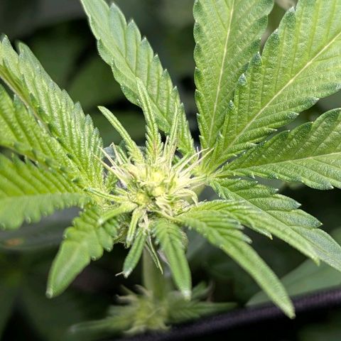 Pineapple Fruz growlog timeline photo