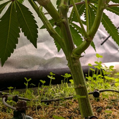 Pineapple Fruz growlog timeline photo