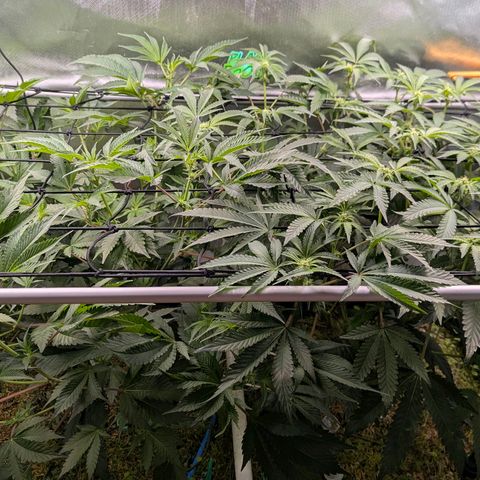 Pineapple Fruz growlog timeline photo