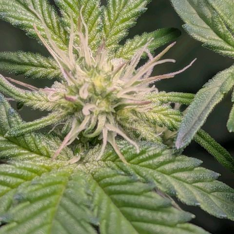Pineapple Fruz growlog timeline photo
