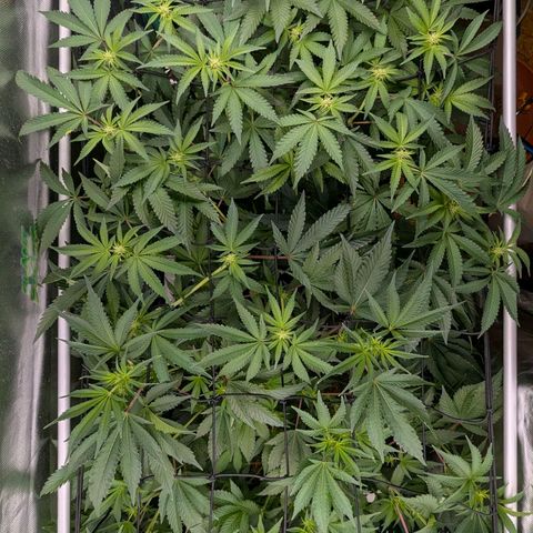Pineapple Fruz growlog timeline photo