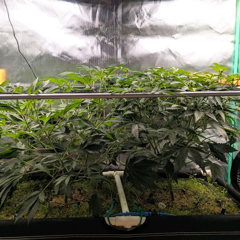 Pineapple Fruz growlog timeline photo