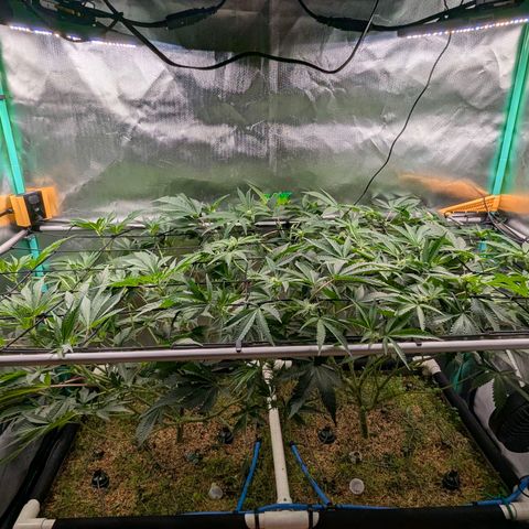 Pineapple Fruz growlog timeline photo