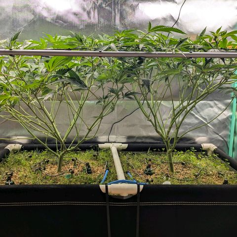 Pineapple Fruz growlog timeline photo