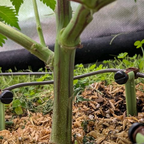 Apple Fritter Lumpy's Cut growlog timeline photo
