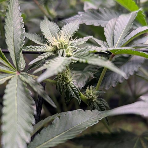 Pineapple Fruz growlog timeline photo