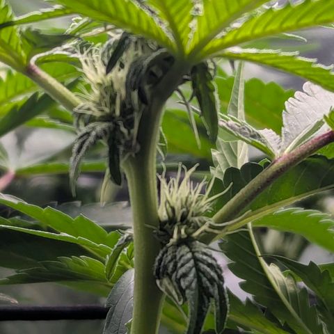 Pineapple Fruz growlog timeline photo