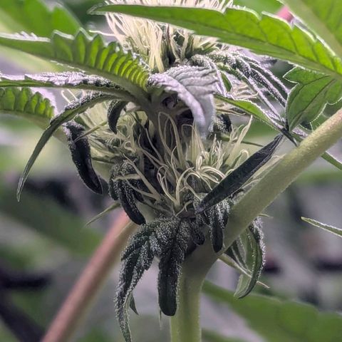 Pineapple Fruz growlog timeline photo