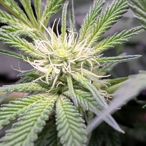 Pineapple Fruz growlog timeline photo