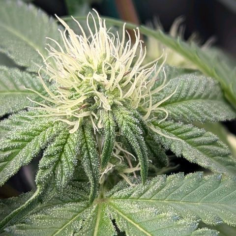 Pineapple Fruz growlog timeline photo