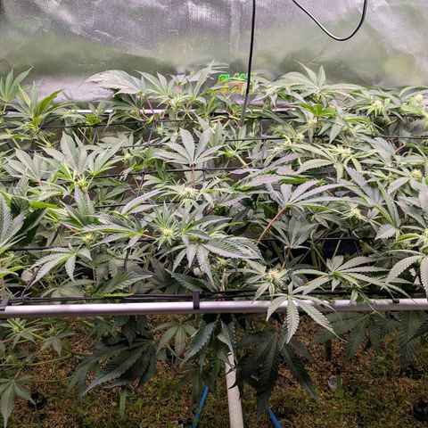 Pineapple Fruz growlog timeline photo