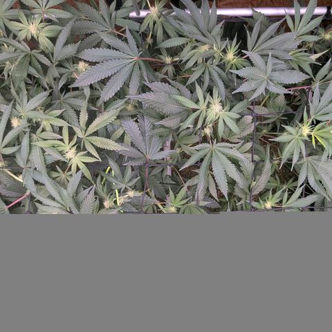 Pineapple Fruz growlog timeline photo