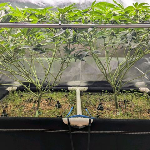 Pineapple Fruz growlog timeline photo