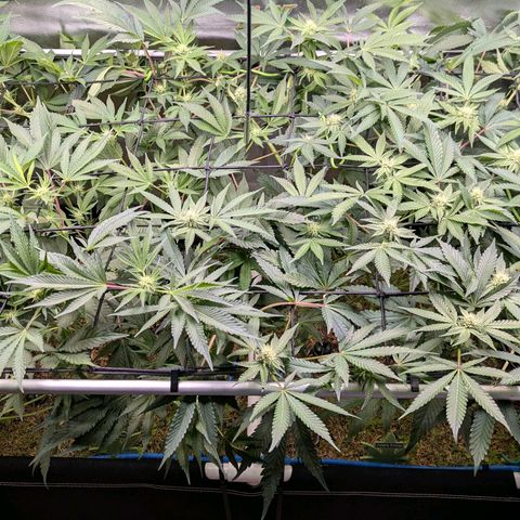 Pineapple Fruz growlog timeline photo