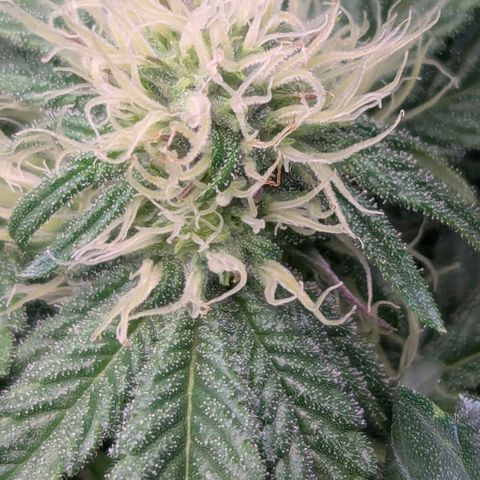 Pineapple Fruz growlog timeline photo
