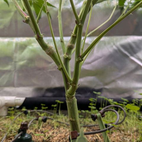 Pineapple Fruz growlog timeline photo