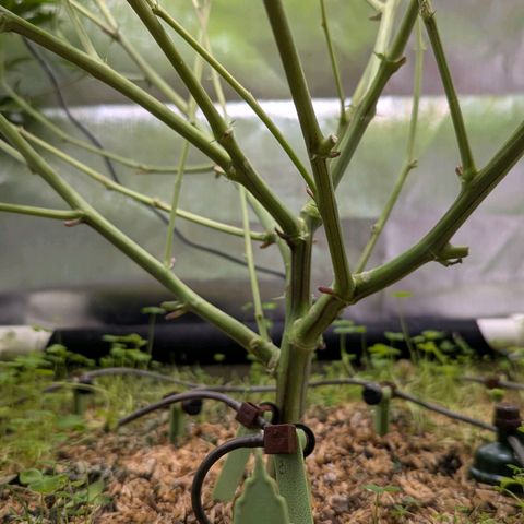 Pineapple Fruz growlog timeline photo