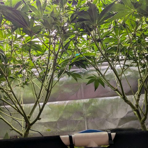 Pineapple Fruz growlog timeline photo
