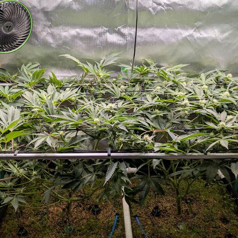 Pineapple Fruz growlog timeline photo