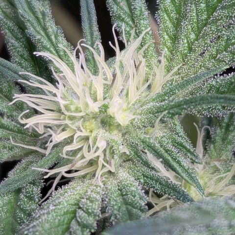 Pineapple Fruz growlog timeline photo