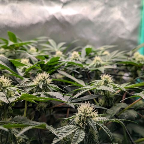 Pineapple Fruz growlog timeline photo