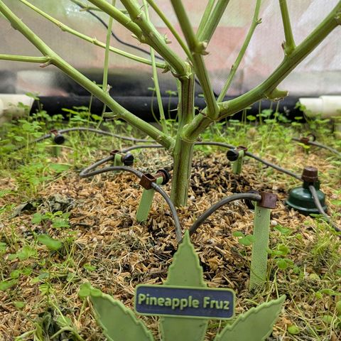 Pineapple Fruz growlog timeline photo