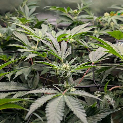 Pineapple Fruz growlog timeline photo