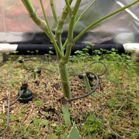 Pineapple Fruz growlog timeline photo