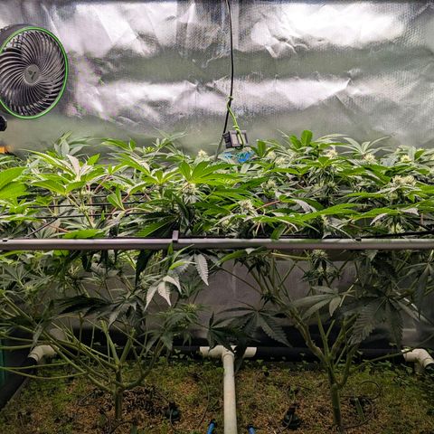 Pineapple Fruz growlog timeline photo