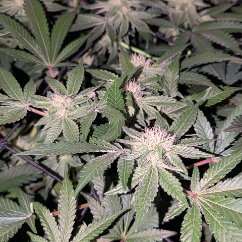 Pineapple Fruz growlog timeline photo