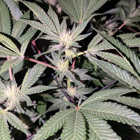 Pineapple Fruz growlog timeline photo