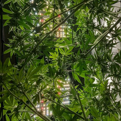 Pineapple Fruz growlog timeline photo