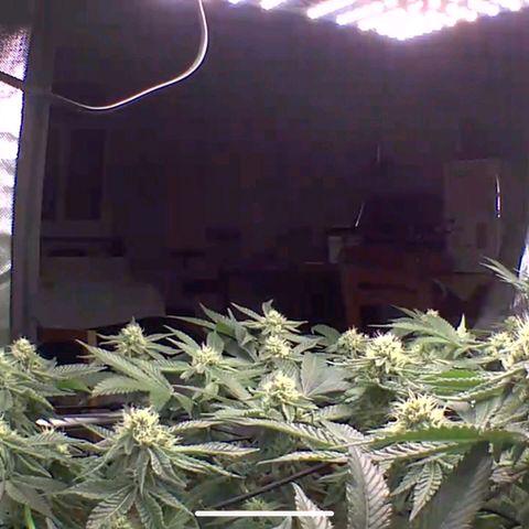 Pineapple Fruz growlog timeline photo