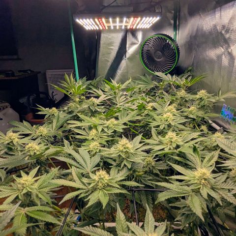 Pineapple Fruz growlog timeline photo