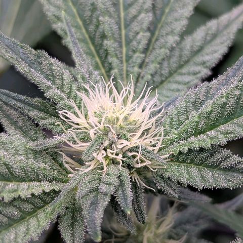 Pineapple Fruz growlog timeline photo