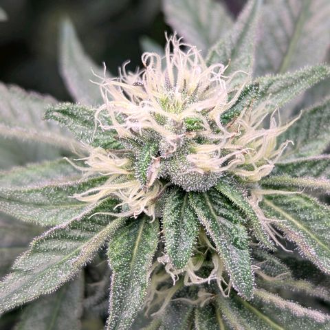 Pineapple Fruz growlog timeline photo