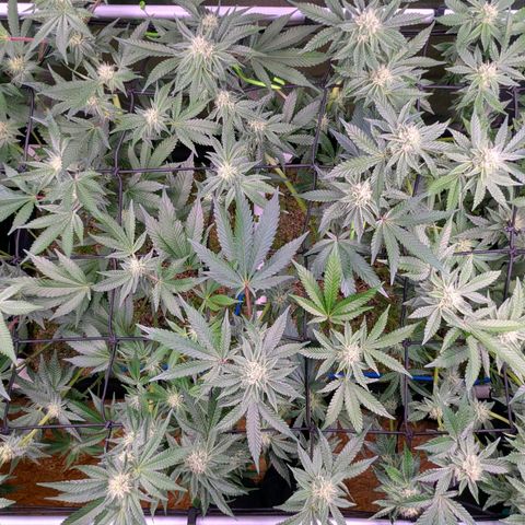 Pineapple Fruz growlog timeline photo