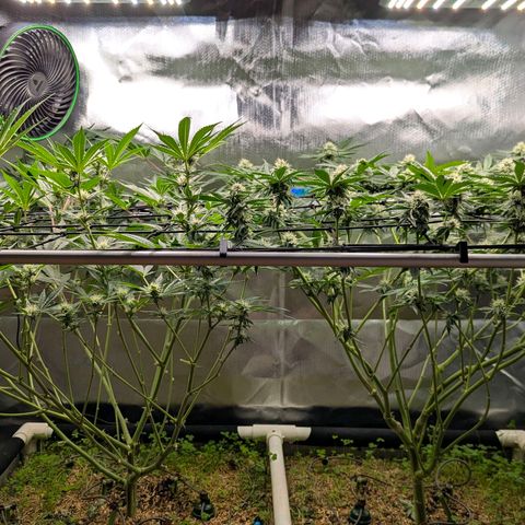 Pineapple Fruz growlog timeline photo