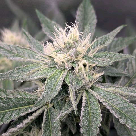 Apple Fritter Lumpy's Cut growlog timeline photo