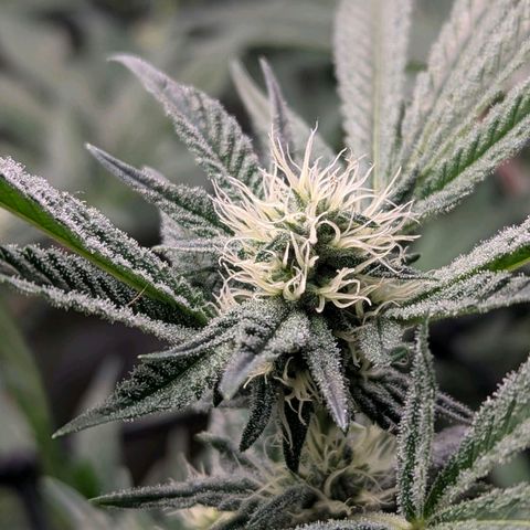 Pineapple Fruz growlog timeline photo