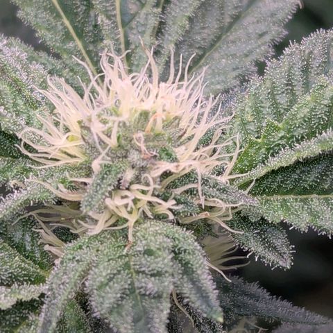 Pineapple Fruz growlog timeline photo