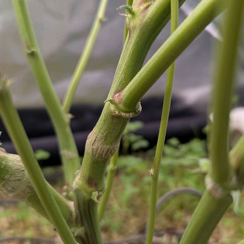 Pineapple Fruz growlog timeline photo