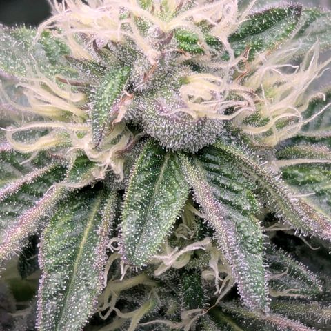 Pineapple Fruz growlog timeline photo