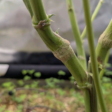 Pineapple Fruz growlog timeline photo
