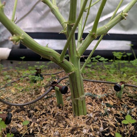 Pineapple Fruz growlog timeline photo